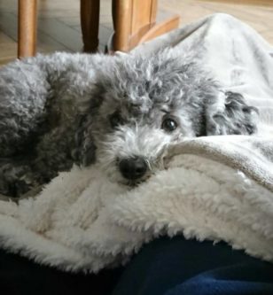 大好きだからこそ謝りたい!愛犬に「ごめんね…」と思った瞬間5選