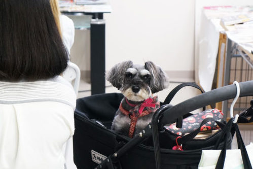 わんちゃんのオーディションに密着!タレント犬の事務所に直接取材~第2弾~