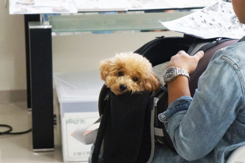 わんちゃんのオーディションに密着!タレント犬の事務所に直接取材~第2弾~