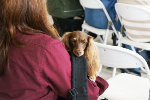 わんちゃんのオーディションに密着!タレント犬の事務所に直接取材~第2弾~