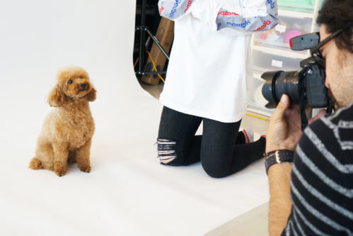 わんちゃんのオーディションに密着!タレント犬の事務所に直接取材~第2弾~