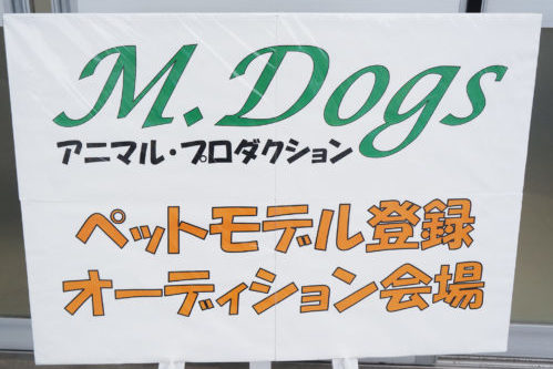 わんちゃんのオーディションに密着!タレント犬の事務所に直接取材~第2弾~