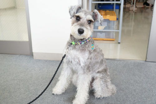 わんちゃんのオーディションに密着!タレント犬の事務所に直接取材~第2弾~