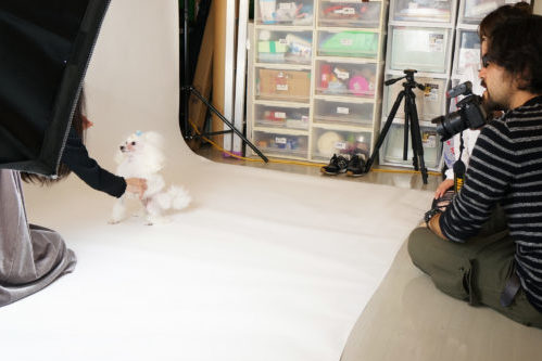 わんちゃんのオーディションに密着!タレント犬の事務所に直接取材~第2弾~