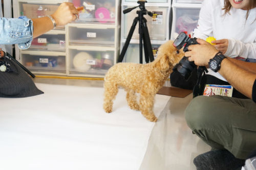 わんちゃんのオーディションに密着!タレント犬の事務所に直接取材~第2弾~
