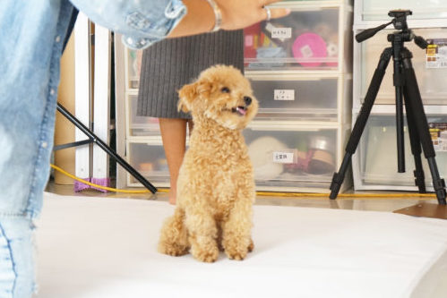わんちゃんのオーディションに密着!タレント犬の事務所に直接取材~第2弾~