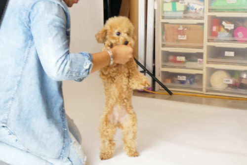 わんちゃんのオーディションに密着!タレント犬の事務所に直接取材~第2弾~