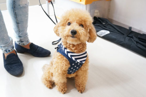 わんちゃんのオーディションに密着!タレント犬の事務所に直接取材~第2弾~