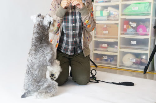 わんちゃんのオーディションに密着!タレント犬の事務所に直接取材~第2弾~