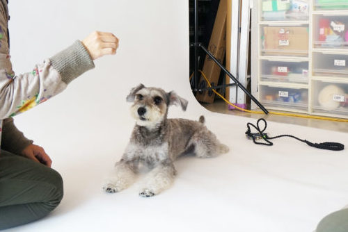 わんちゃんのオーディションに密着!タレント犬の事務所に直接取材~第2弾~