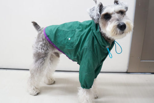 わんちゃんのオーディションに密着!タレント犬の事務所に直接取材~第2弾~