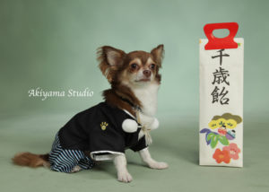 写真館にインタビュー!愛犬の幸せを祈念して「わんちゃんの七五三」に挑戦しよう
