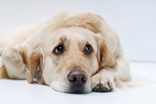 犬が遠吠えをするのは祖先がオオカミだから!? 「鳴く理由」について徹底解説