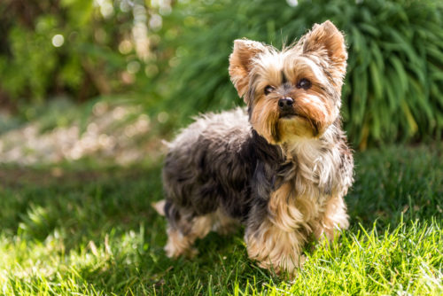 犬が遠吠えをするのは祖先がオオカミだから!? 「鳴く理由」について徹底解説