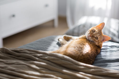 猫探しは真夜中が勝負!見つけるコツは「狭い場所」をくまなくチェック