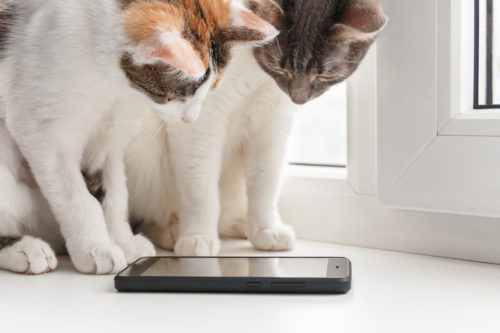 ダウンロード必至！もっと暮らしが楽しくなる「ねこちゃんアプリ」3選
