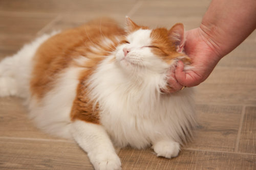 愛猫に長生きしてもらうために!知っておきたい「ペットドッグ」について~猫編~