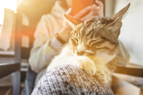 ダウンロード必至！もっと暮らしが楽しくなる「ねこちゃんアプリ」3選