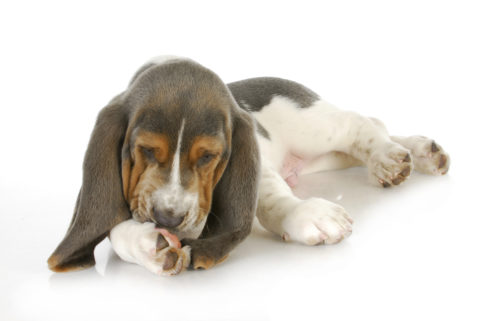 これだけはやっちゃダメ!昔の常識は通用しない「犬の間違った飼い方」3つ