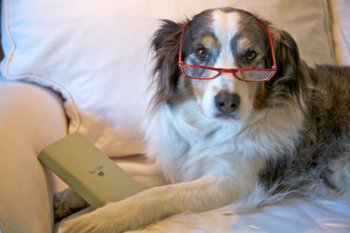 飼い主さんとの楽しい思い出が重要!犬の「記憶力」についてわかってきてこと