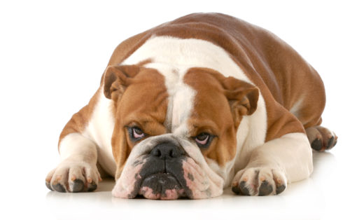大好きだからこそ謝りたい!愛犬に「ごめんね…」と思った瞬間5選