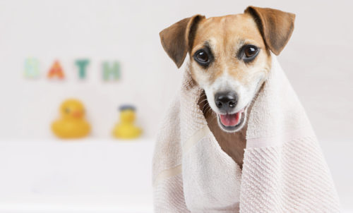 大好きだからこそ謝りたい!愛犬に「ごめんね…」と思った瞬間5選
