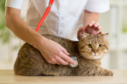 愛猫に長生きしてもらうために!知っておきたい「ペットドッグ」について~猫編~