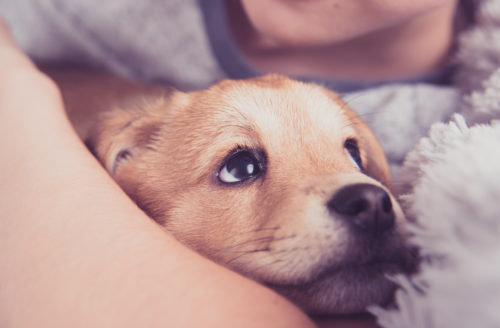 成犬からでも遅くない!歯磨きの正しい方法「6ステップ」にチャレンジしよう