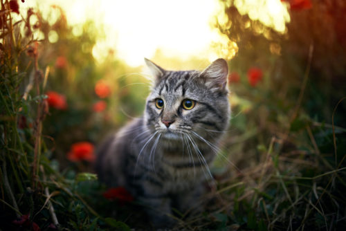 猫探しは真夜中が勝負!見つけるコツは「狭い場所」をくまなくチェック