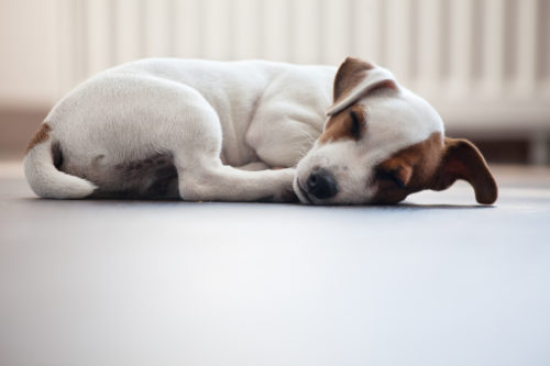 犬が遠吠えをするのは祖先がオオカミだから!? 「鳴く理由」について徹底解説