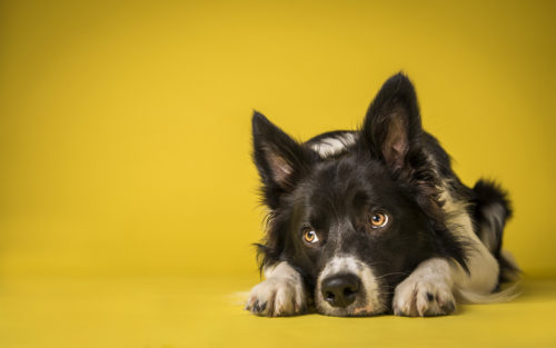 愛犬が行方不明になったらどうする!? 対処法を「ペット探偵のプロ」が解説