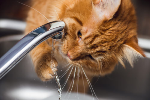愛猫に長生きしてもらうために!知っておきたい「ペットドッグ」について~猫編~