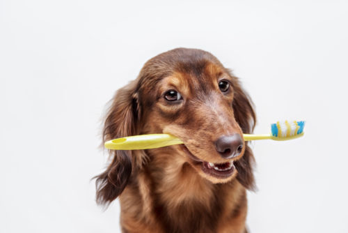 成犬からでも遅くない!歯磨きの正しい方法「6ステップ」にチャレンジしよう