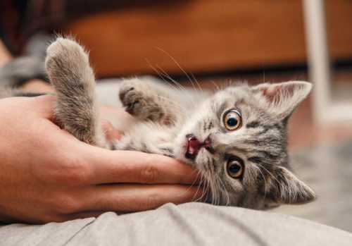 猫心を読み取るコツって？「戦いを回避するための行動」を理解しよう