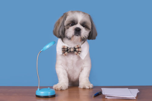 厳しい審査は愛情の証!犬の「里親」になるための条件とは