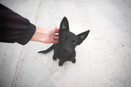愛犬が行方不明になったらどうする!? 対処法を「ペット探偵のプロ」が解説