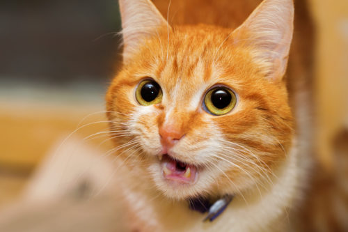 ダウンロード必至！もっと暮らしが楽しくなる「ねこちゃんアプリ」3選