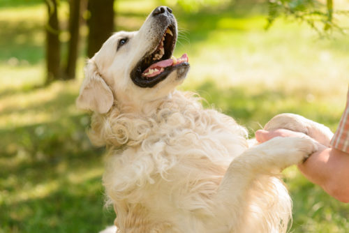 4つのポイントに注意して!里親として「成犬」と仲良く暮らす方法