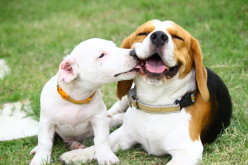 11月1日は犬の日!「ナショナル・ドッグ・デー」に学ぶ、愛犬との絆の深め方