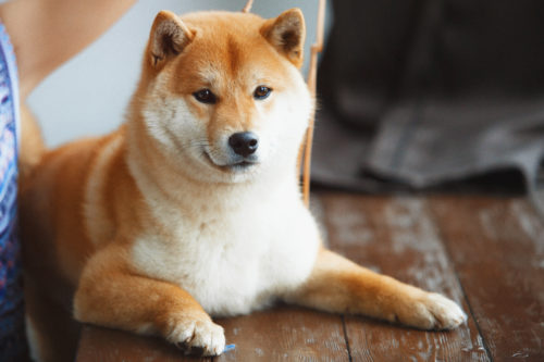 飼い主さんとの楽しい思い出が重要!犬の「記憶力」についてわかってきてこと
