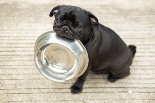 これだけはやっちゃダメ!昔の常識は通用しない「犬の間違った飼い方」3つ