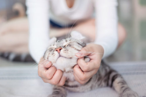 愛猫家がリアルに思う!「猫を飼っていてよかったと思う瞬間」5選