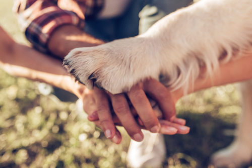11月1日は犬の日!「ナショナル・ドッグ・デー」に学ぶ、愛犬との絆の深め方
