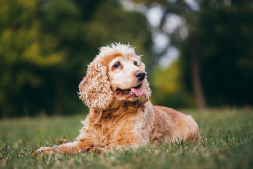犬が遠吠えをするのは祖先がオオカミだから!? 「鳴く理由」について徹底解説