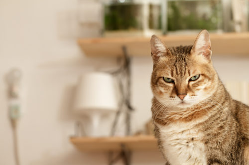 猫心を読み取るコツって？「戦いを回避するための行動」を理解しよう