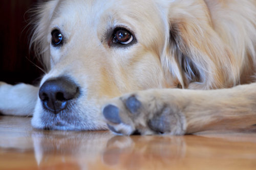 厳しい審査は愛情の証!犬の「里親」になるための条件とは