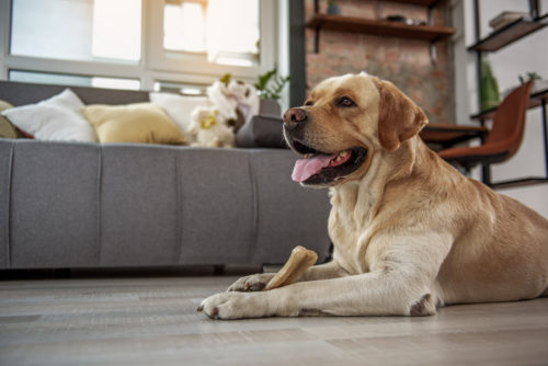4つのポイントに注意して!里親として「成犬」と仲良く暮らす方法