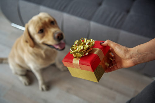 11月1日は犬の日!「ナショナル・ドッグ・デー」に学ぶ、愛犬との絆の深め方