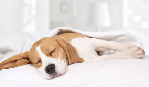 犬の「夜鳴き」はどうしたらいい？環境や年齢によって異なる対処法とは