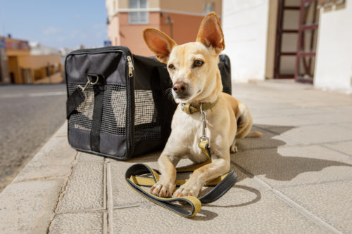 愛犬と楽しくお出かけしよう!わんちゃんと「ドライブ」するときの注意点
